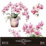 Decorative Transfers Pink Orchid 30x30cm. 2 Hojas.