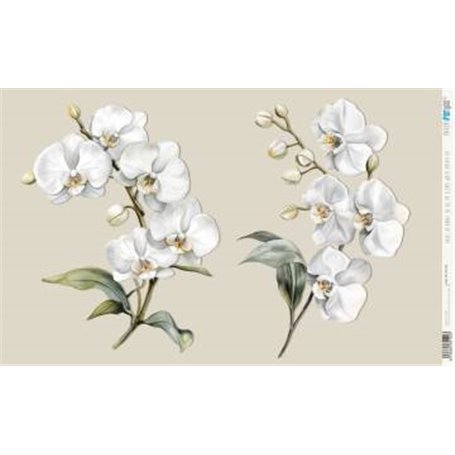 Papel De Arroz " La Vie En Fleurs White Orchid VII"  54x33cm