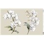 Papel De Arroz " La Vie En Fleurs White Orchid VII"  54x33cm