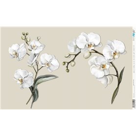 Papel De Arroz " La Vie En Fleurs White Orchid VIII"  54x33cm