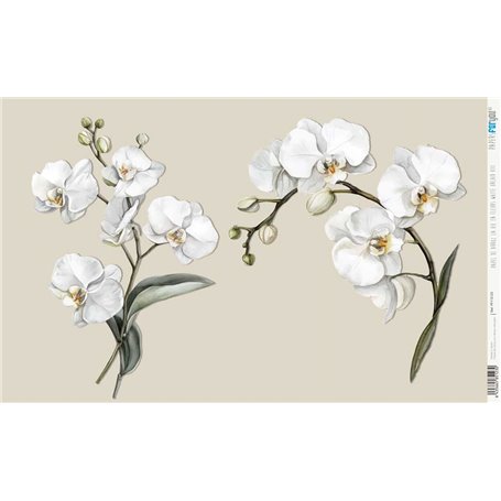 Papel De Arroz " La Vie En Fleurs White Orchid VIII"  54x33cm