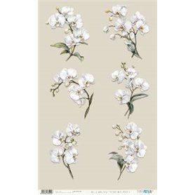 Papel De Arroz " La Vie En Fleurs White Orchid IX"  54x33cm