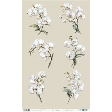 Papel De Arroz " La Vie En Fleurs White Orchid IX"  54x33cm