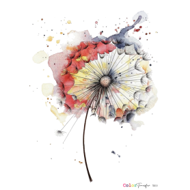 COLOR TRANSFER 27x21cm