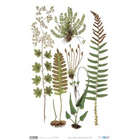 Papel De Setas Botánicas Botanical Book VI 54x33cm