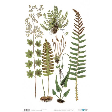 Papel De Setas Botánicas Botanical Book VI 54x33cm