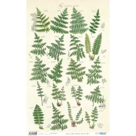 Papel De Setas Botánicas Botanical Book V 54x33cm