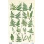 Papel De Setas Botánicas Botanical Book V 54x33cm