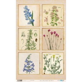 Papel De Setas Botánicas Botanical Book Frames IV 54x33cm