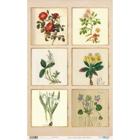 Papel De Setas Botánicas Botanical Book Frames II 54x33cm
