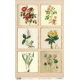 Papel De Setas Botánicas Botanical Book Frames II 54x33cm