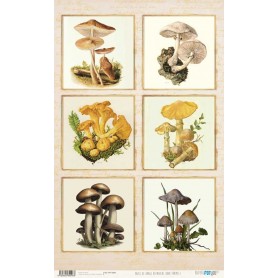Papel De Setas Botánicas Botanical Book Frames I 54x33cm
