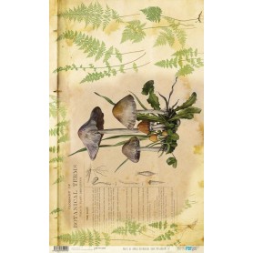 Papel De Setas Botánicas Botanical Book Mushrooms IV 54x33cm