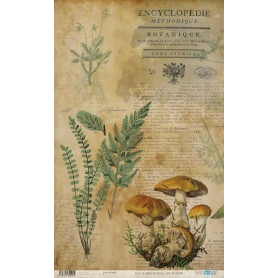 Papel De Setas Botánicas Botanical Book Mushrooms II 54x33cm