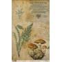 Papel De Setas Botánicas Botanical Book Mushrooms II 54x33cm
