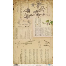 Papel De Setas Botánicas Botanical Book Pages IV 54x33cm