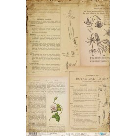 Papel De Setas Botánicas Botanical Book Pages I 54x33cm