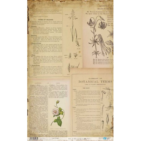 Papel De Setas Botánicas Botanical Book Pages I 54x33cm