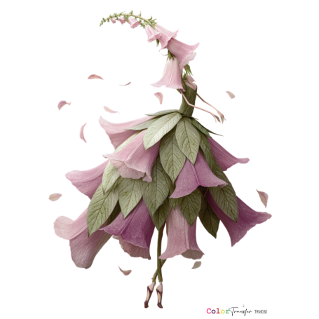 COLOR TRANSFER 27x21cm