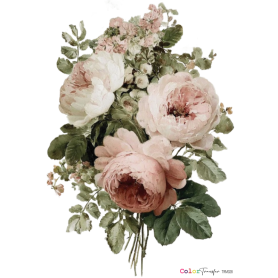 COLOR TRANSFER 27x21cm