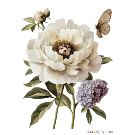 COLOR TRANSFER 27x21cm