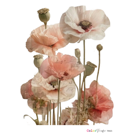 COLOR TRANSFER 27x21cm