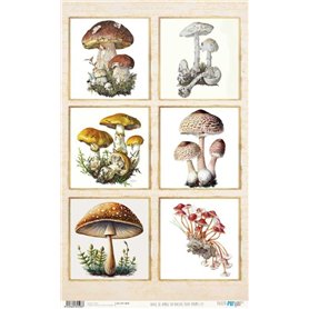 Papel De Setas Botánicas III 54x33cm